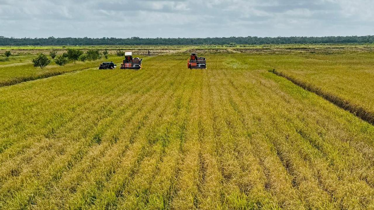 Sawah Pertanian