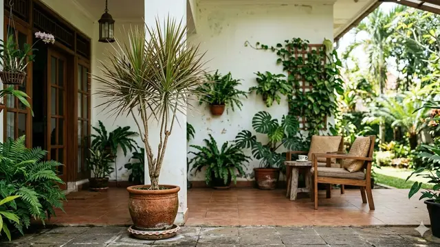 Tanaman Dracaena Marginata