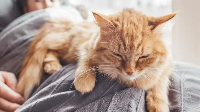 Dari Siaga sampai Santai Maksimal, Yuk Ketahui Suasana Hati Si Kucing dari Posisi Tidur