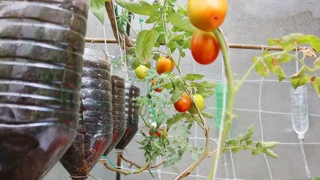 Cara Membuat Kebun Tomat Gantung dari Botol Bekas (AI)