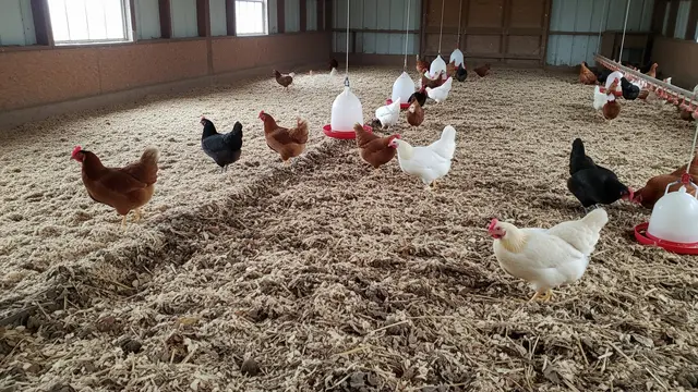 Model dan Sistem Pembuangan Kotoran Kandang Ayam Petelur
