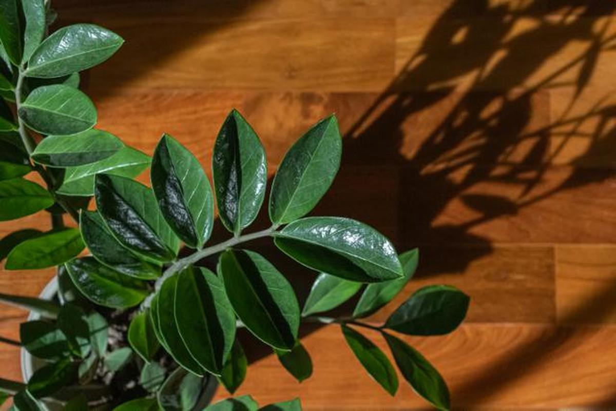 ZZ Plant (dok. Unsplash/georgia_vis).