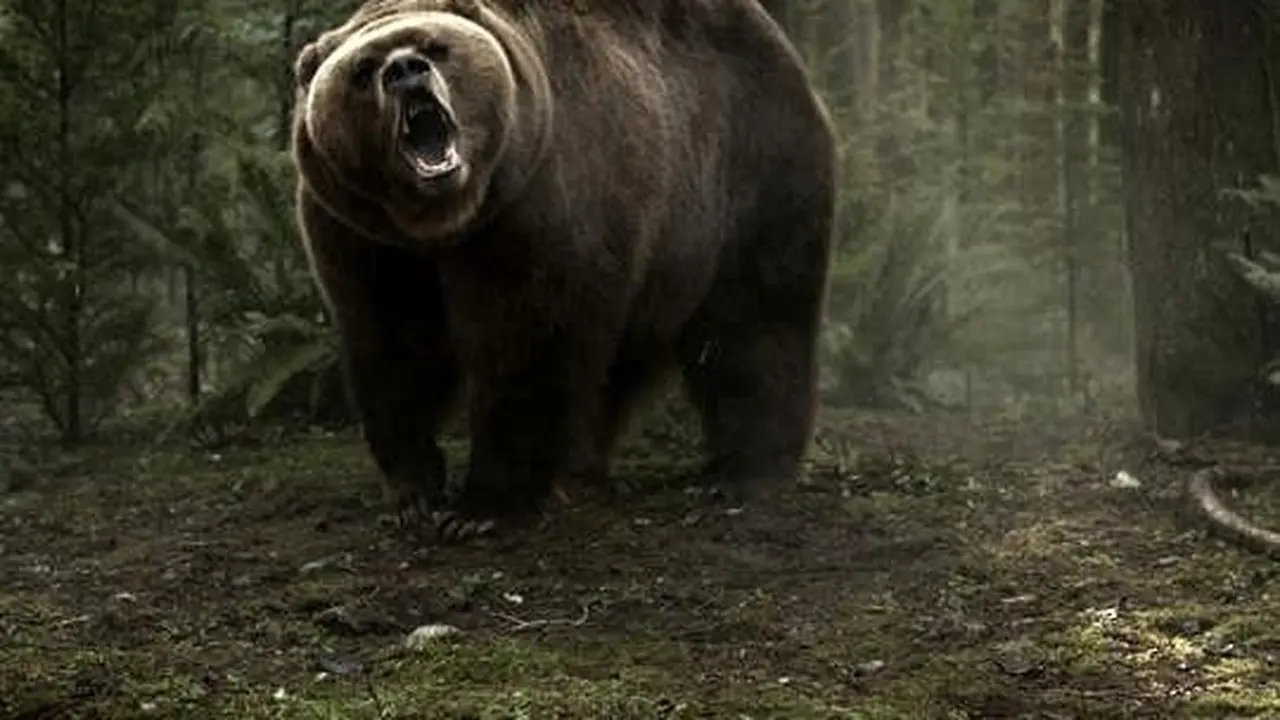 Grizzly