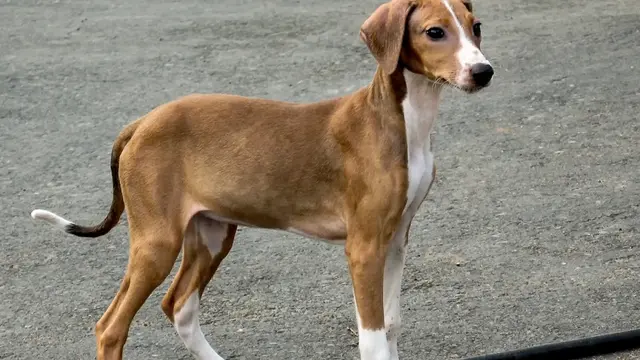 Tak Hanya Lucu, 6 Jenis Anjing Ini Harganya Selangit
