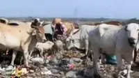 Pakan Mahal, Pemilik Biarkan Sapi 'Merumput' di TPA Sampah
