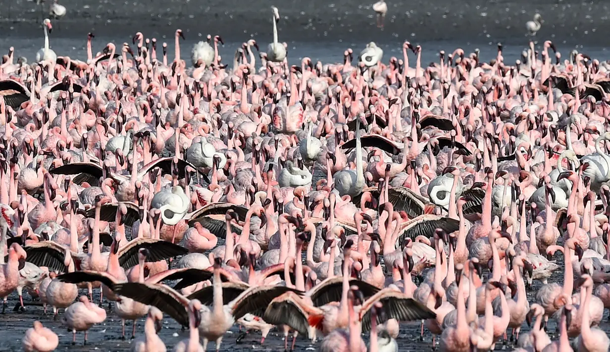 Flamingo merentangkan sayap mereka saat berdiri di antara kawanan yang lain di sebuah danau di Navi Mumbai pada Kamis (14/5/20220). Burung-burung yang bermigrasi biasa mendatangi Mumbai setiap tahun ini tiba dalam jumlah besar setelah diterapkannya kebijakan lockdown. (Photo by Punit PARANJPE / AFP)