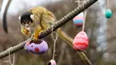 Seekor monyet tupai menyantap cacing dan biji-bijian dari telur Paskah yang disediakan Kebun Binatang London, Inggris, Kamis (29/3). (AP Photo/Alastair Grant)