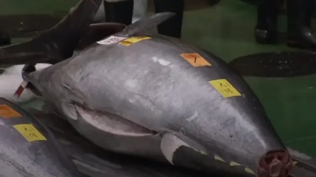 Raja Sushi Jepang Pecahkan Rekor Beli Ikan Tuna Raksasa Seharga Rp 43 Miliar