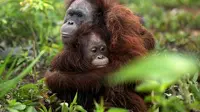 Induk orangutan lindungi anaknya dari kepungan pemburu ( Four Paws/AP)