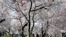 Pengunjung berjalan menikmati pohon sakura yang mekar penuh di Tidal Basin, Washington, Minggu (22/3/2020). Karena virus corona, otoritas National Mall and Memorial Parks meletakkan papan tanda peringatan kepada wisatawan untuk tetap menjaga jarak sosial antar pengunjung. (AP/Jose Luis Magana)