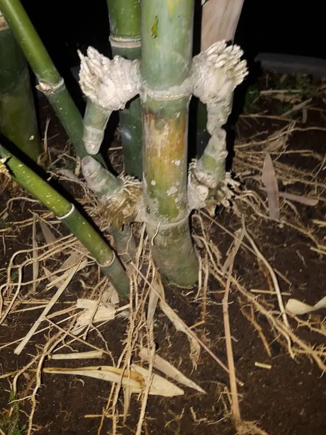 Foto bambu pethuk diduga palsu. (Foto: Liputan6.com/Istimewa/Muhamad Ridlo)