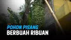 vertical pisang