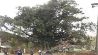 Pohon besar di Gunung Kidul, Yogyakarta. Beberapa pohon terjaga karena dikeramatkan (Liputan6.com / Harun Mahbub)