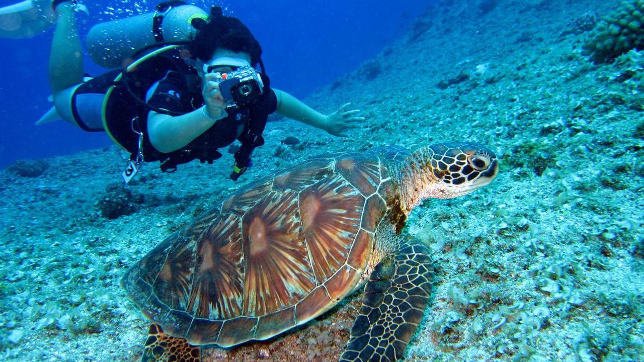 1. Spot Diving Terindah di Dunia<br>