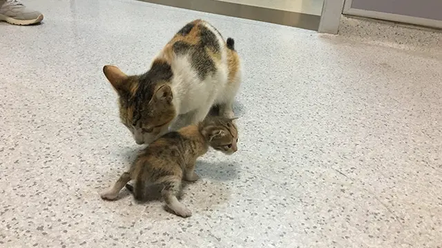 Gemas, Induk Kucing Ini Bawa Sendiri Anaknya yang Sakit ke Rumah Sakit
