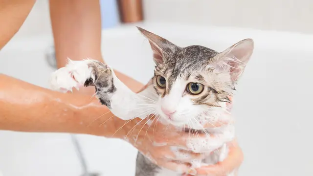 Minim Perawatan, Jangan Gagal Paham Cara Grooming Kucing Berbulu Pendek