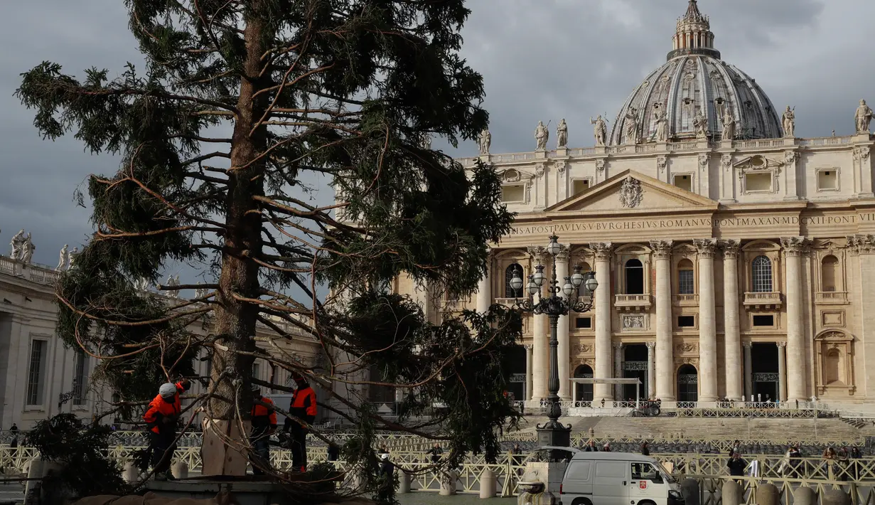Pekerja mendirikan pohon cemara di Lapangan Santo Petrus, Vatikan, Kamis (21/11/2019). Pohon Natal setinggi 26 meter tersebut berasal dari Dataran Tinggi Asiago di timur laut Italia dan disumbangkan oleh wilayah Veneto. (AP Photo/Alessandra Tarantino)