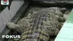 Proses evakuasi ini sempat diwarnai isak tangis pemilik rumah karena Kojek sudah dianggap sebagai anggota keluarga mereka.