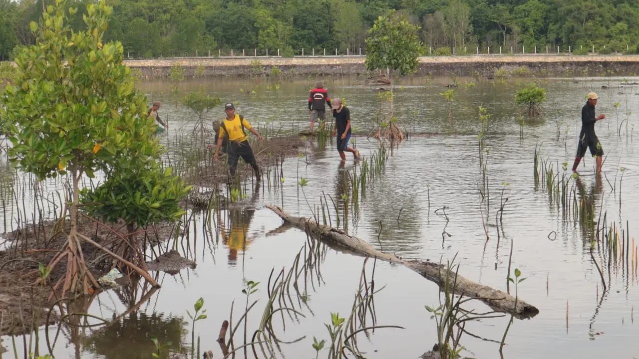 Pensiun dari Kapolri, Idham Aziz merevitalisasi lahan bekas tambak menjadi kebun mangrove di Kabupaten Konawe.(Liputan6.com/Ahmad Akbar Fua)