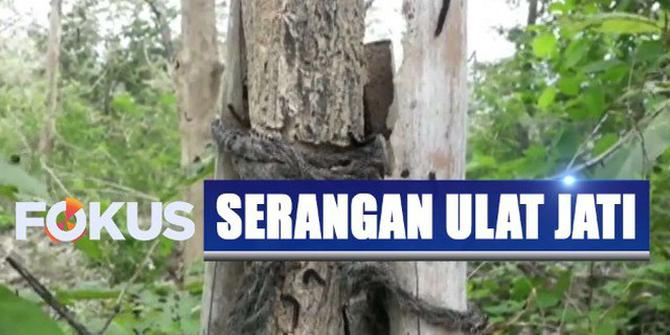 Serangan Ulat Jati Membuat Warga di Semarang Terganggu