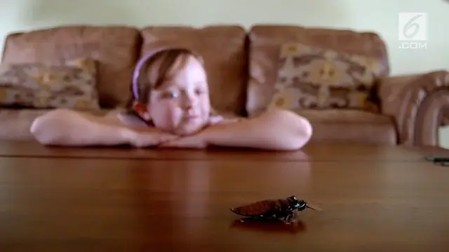 Seorang anak mengoleksi ribuan kecoa di dalam rumahnya.