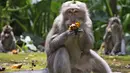 Kera memakan pisang selama waktu makan di Sangeh Monkey Forest, Bali, pada 1 September 2021. Monyet-monyet di Sangeh Monkey Forest mulai mendatangi pemukiman warga, karena wisatawan yang biasanya memberi mereka makanan tidak kunjung terlihat selama pandemi. (AP/Firdia Lisnawati)