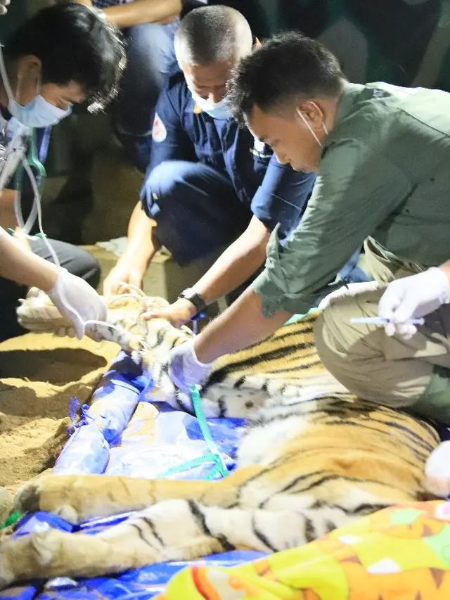 Harimau Sumatera Mati