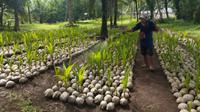 Sejumlah bibit kelapa dari Kementerian Pertanian nan siap disalurkan kepada petani nan ada di wilayah Sulawesi Utara. (Antara)