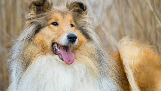 Rough Collie