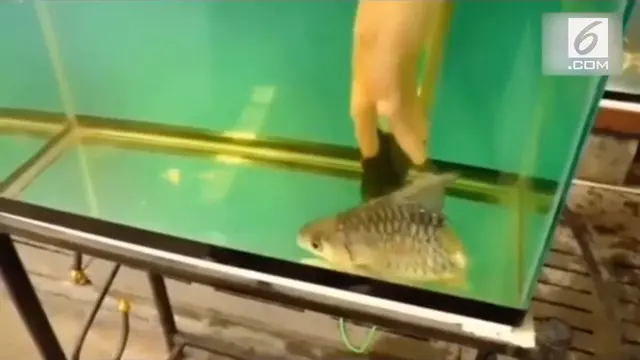 Seekor ikan yang ditemukan pria di Thailand ini menjadi perhatian publik. Sebab, ikan tersebut mampu bertahan hidup meskipun sebagian tubuhnya hilang.