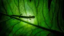 Siluet seekor salamander Mombacho (Bolitoglossa mombachoensis) yang berada di atas daun di Mombacho Volcano Natural Reserve di Granada, Nikaragua (18/3). (AFP/Inti Ocon)