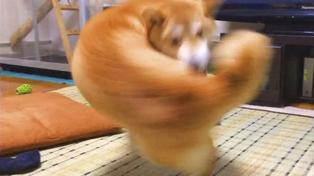 6 Ilusi Optik Anjing Ini Menipu Mata, Butuh Ketelitian