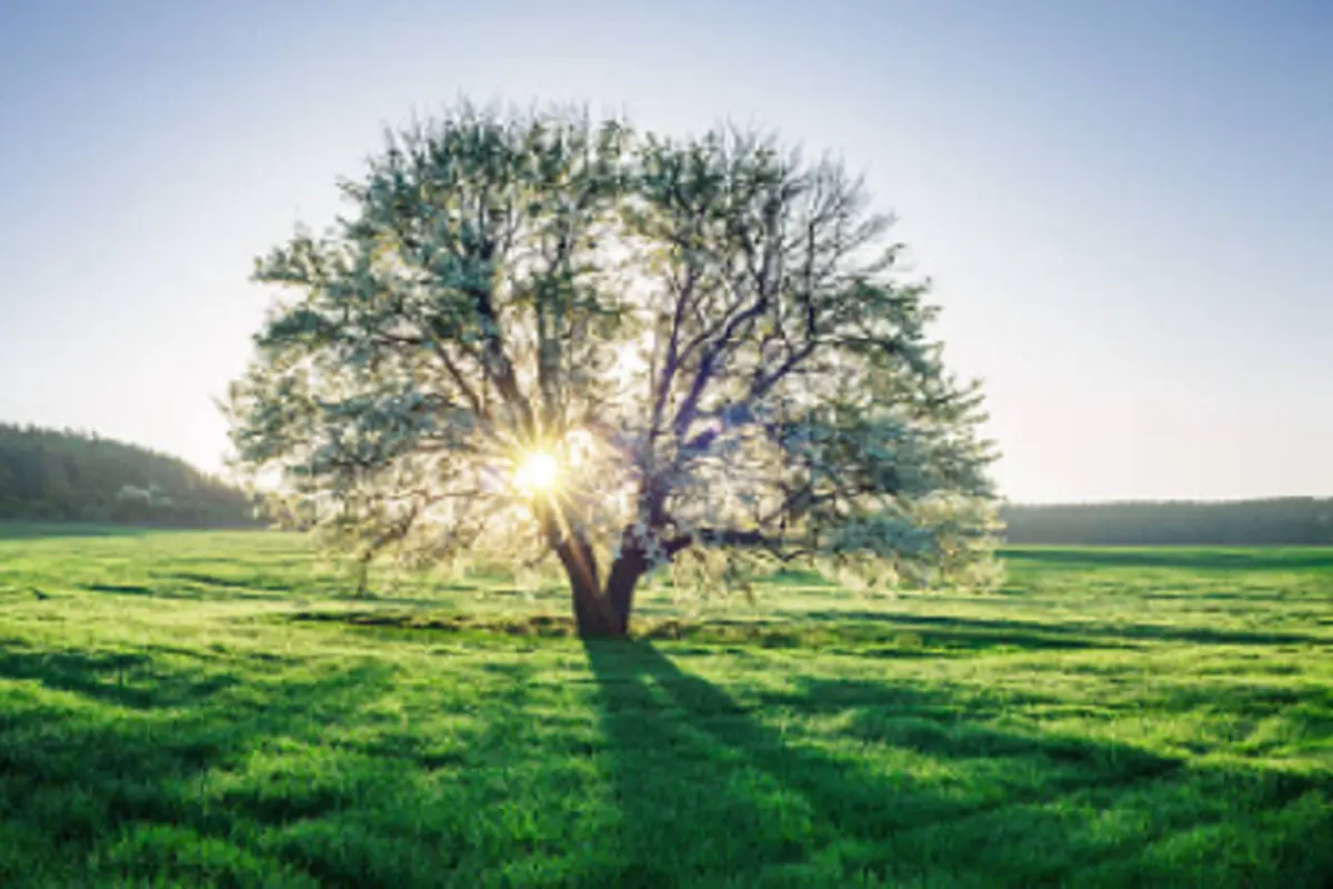 Ilustrasi pohon (iStock)