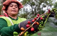 Banjir Bandang Rusak 12 Ribu Hektare Kebun Kopi Aceh Tengah, Ribuan Warga Terdampak