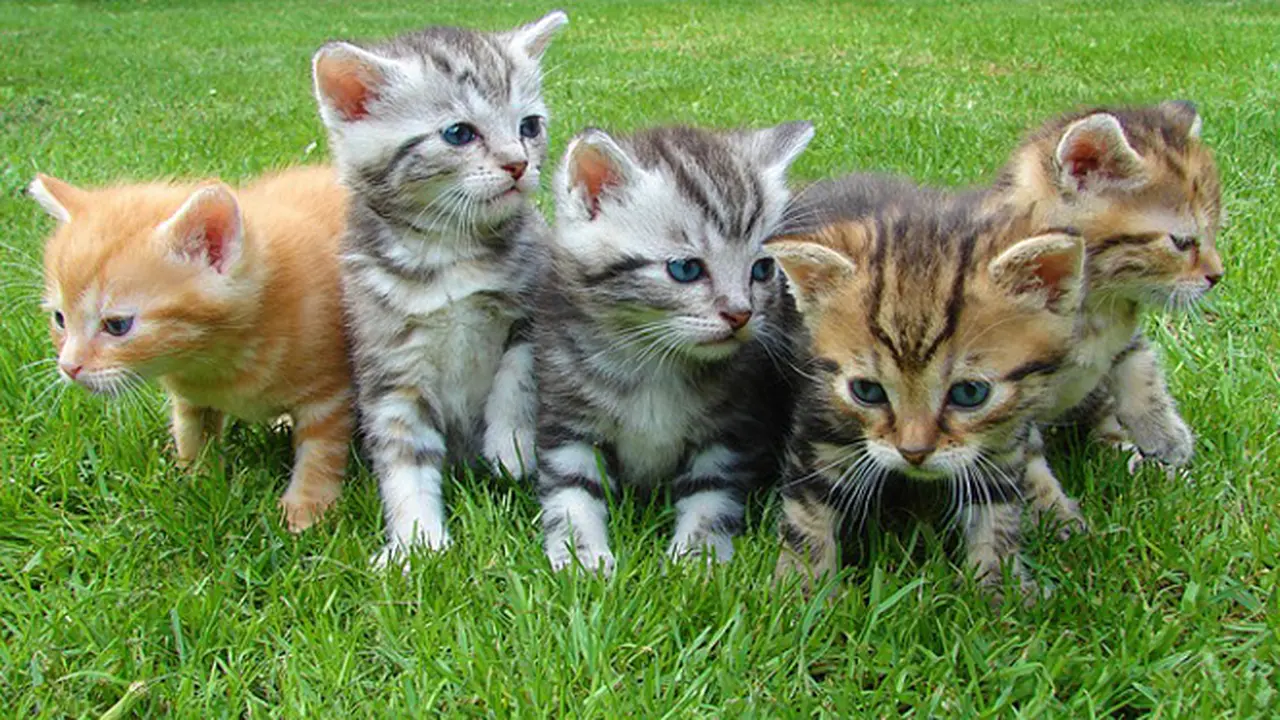 Mengapa Semua Kucing Jika Dipanggil Puss Selalu Menengok?