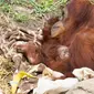 Orangutan Sumatera ini lahir dari induk bernama Reese di Kebun Binatang New Orleans, Amerika Serikat (AP)