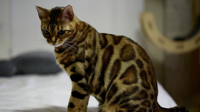 Kucing Bengal