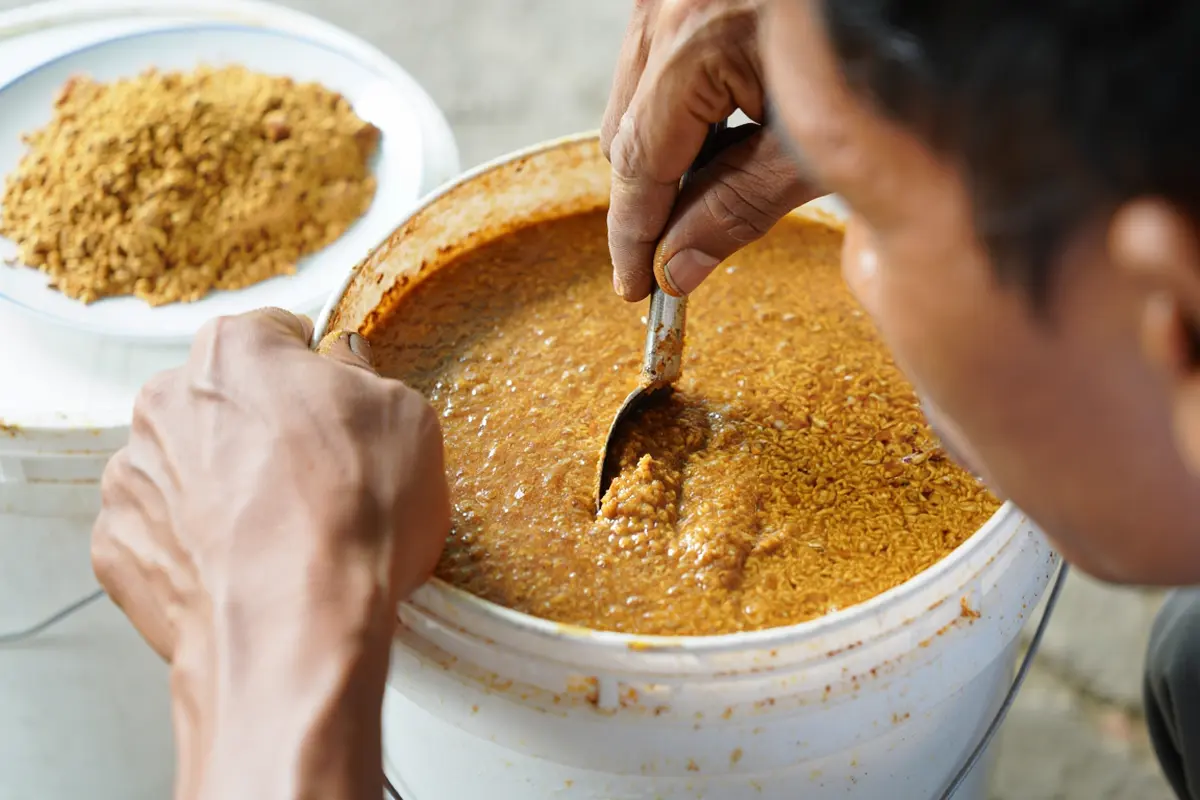 Cara Membuat Pakan Fermentasi Ayam Kampung (Foto: Reve Art AI)