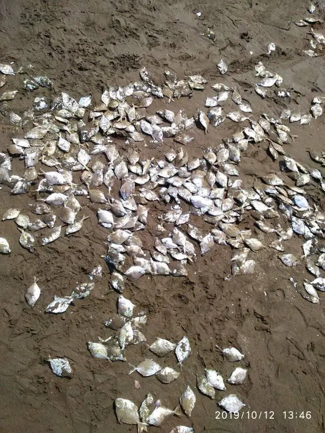 Ratusan orang memunguti jutaan ikan mati di Pantai Jetis, Cilacap, Jawa Tengah, Sabtu, 12 Oktober 2019. (Foto: Liputan6.com/Facebook-Paijo Kbm/Muhamad Ridlo)