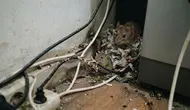 10 Tanda Ada Sarang Tikus di Dalam Rumah yang Sering Terlewat, Kenali Sebelum Makin Parah
