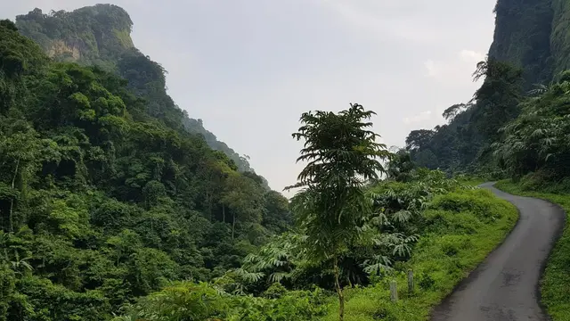 Siregol, Rumah Aman bagi Owa dan Elang Jawa yang Terancam