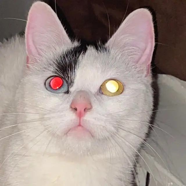 6 Potret Kucing Bermata Indah Ini Bikin Takjub, Makin Menggemaskan