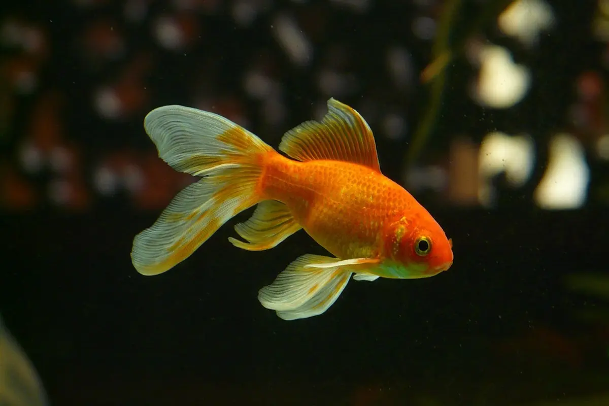 8 Cara Merawat Ikan Mas Koki, Si Bulat yang Menggemaskan