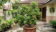 9 Cara Mengerdilkan Pohon Kedondong agar Muat di Pot dan Berbuah Lebat