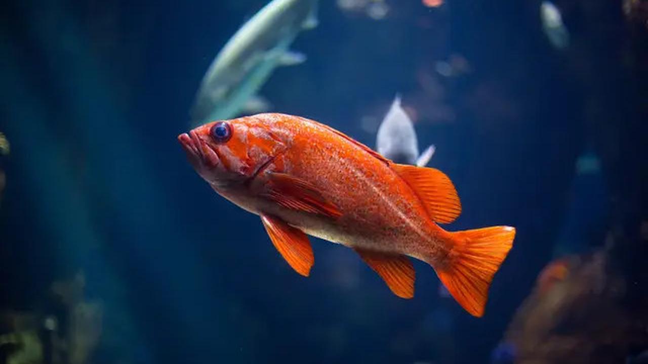 Penderita Darah Tinggi Wajib Tahu, 5 Ikan Ini Tidak Aman Dikonsumsi