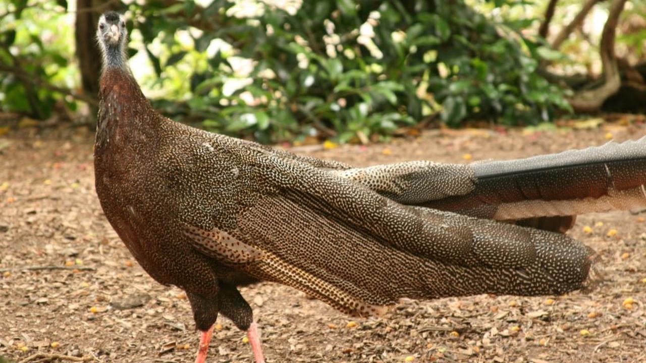 Burung ini dikenal memiliki ciri khas berupa ekor yang menjuntai panjang nan indah dengan warna kecokelatan. <br>