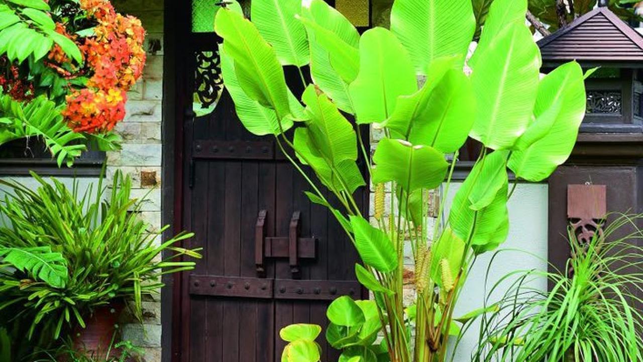 Ilustrasi Taman Depan Pagar Rumah (©Pinterest)