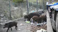 Babi hutan memakan sampah di dekat tempat sampah di Roma, Italia pada 24 September 2021. Tempat sampah Roma yang terkenal meluap menjadi magnet bagi gerombolan babi hutan yang muncul dari taman di sekitar kota untuk berkeliaran di jalanan mencari makanan. (AP Photo/Gregorio Borgia)