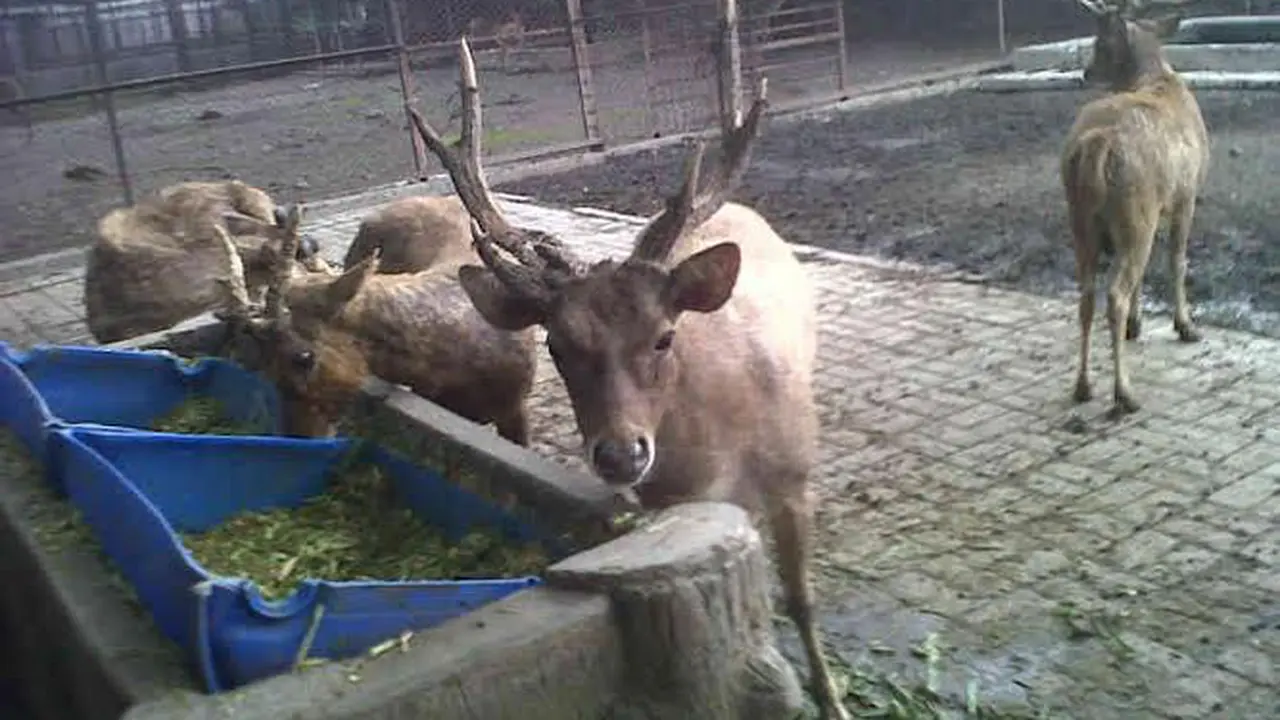 Rusa KBS 