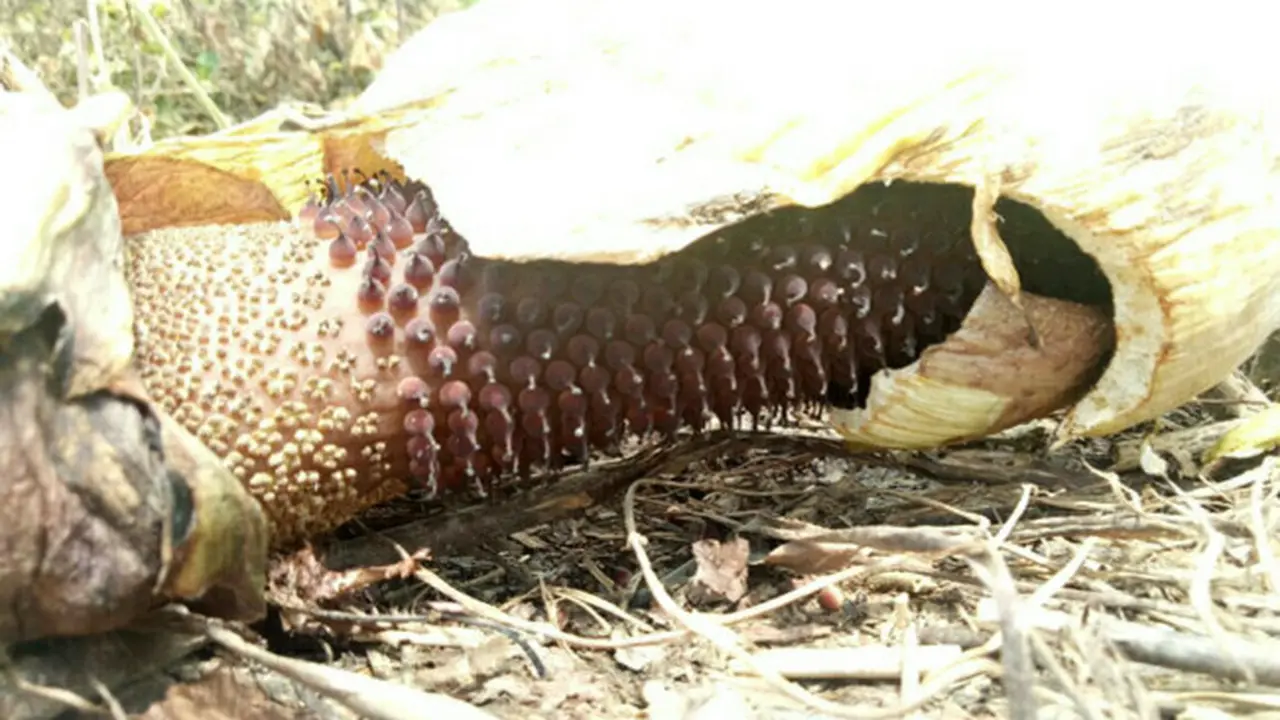 Bunga Bangkai di Riau